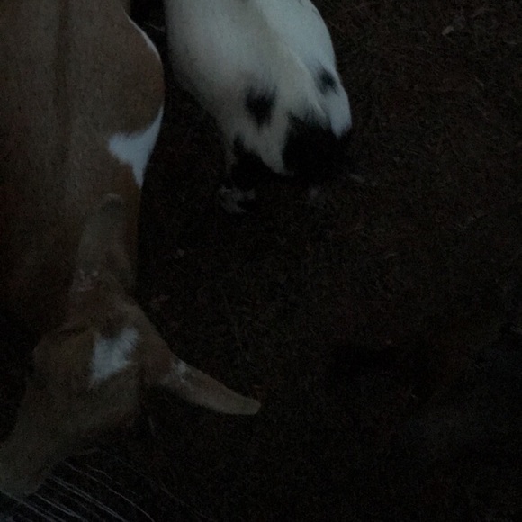 Meet the Posher Other - Meet your Posher, Brooklyn